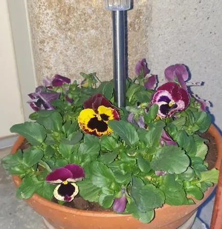 Ferienhaus Chez Emile 2 Avec Jardin Prive